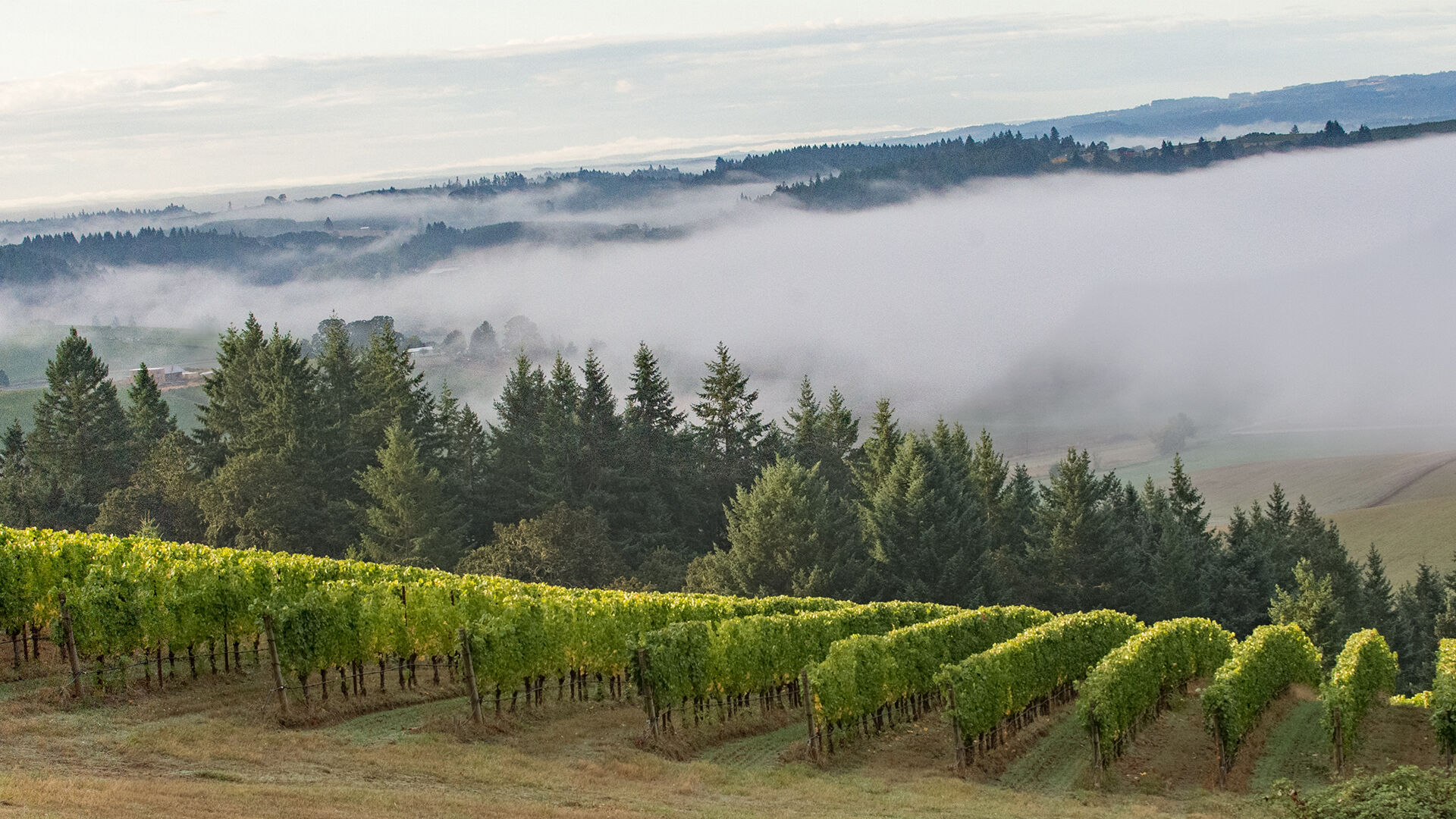 WillaKenzie Estate September Wine Club WillaKenzie Estate September Wine Club